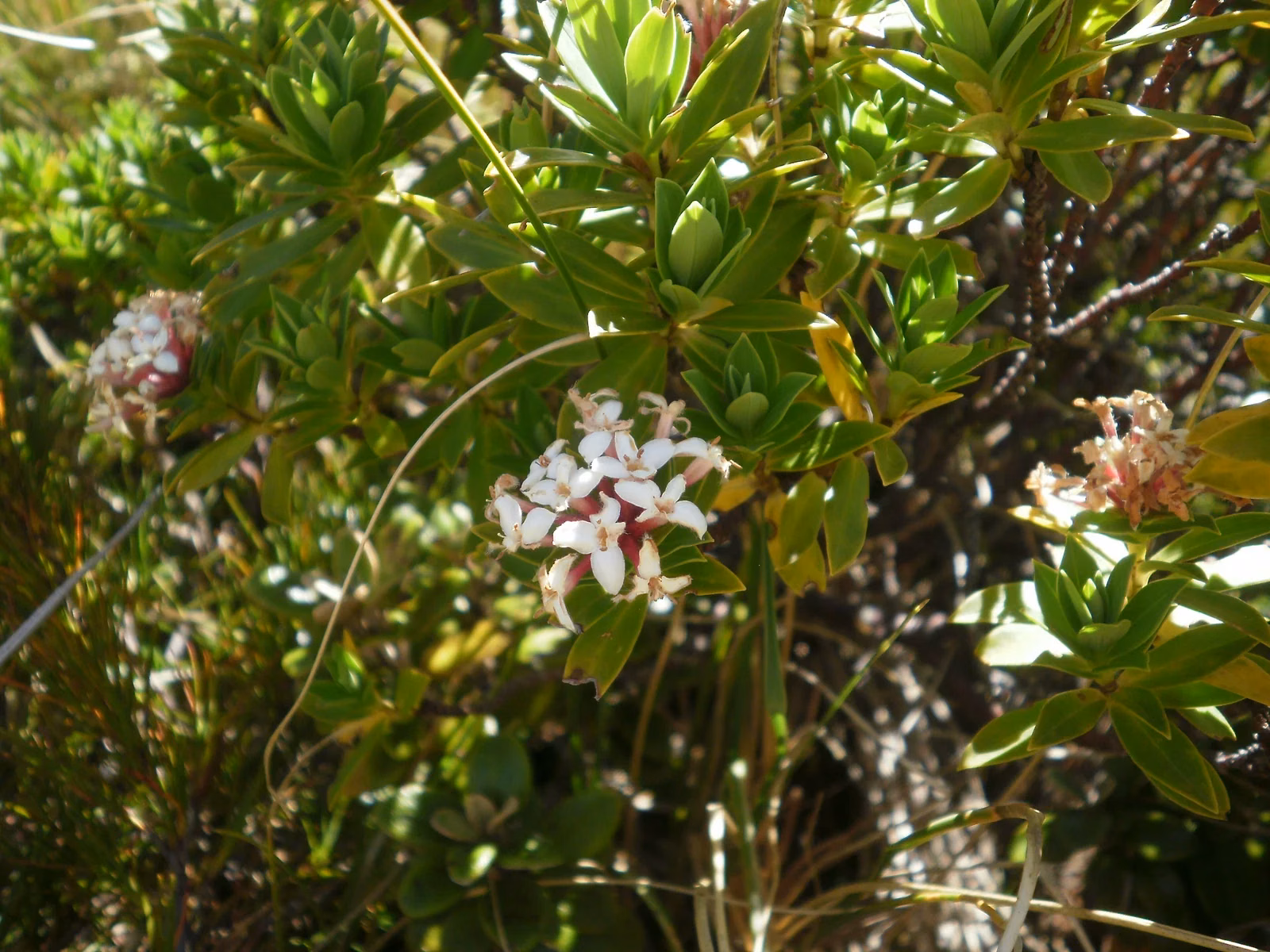 Pimelea Longifolia Native Plant (Pimelea longifolia)