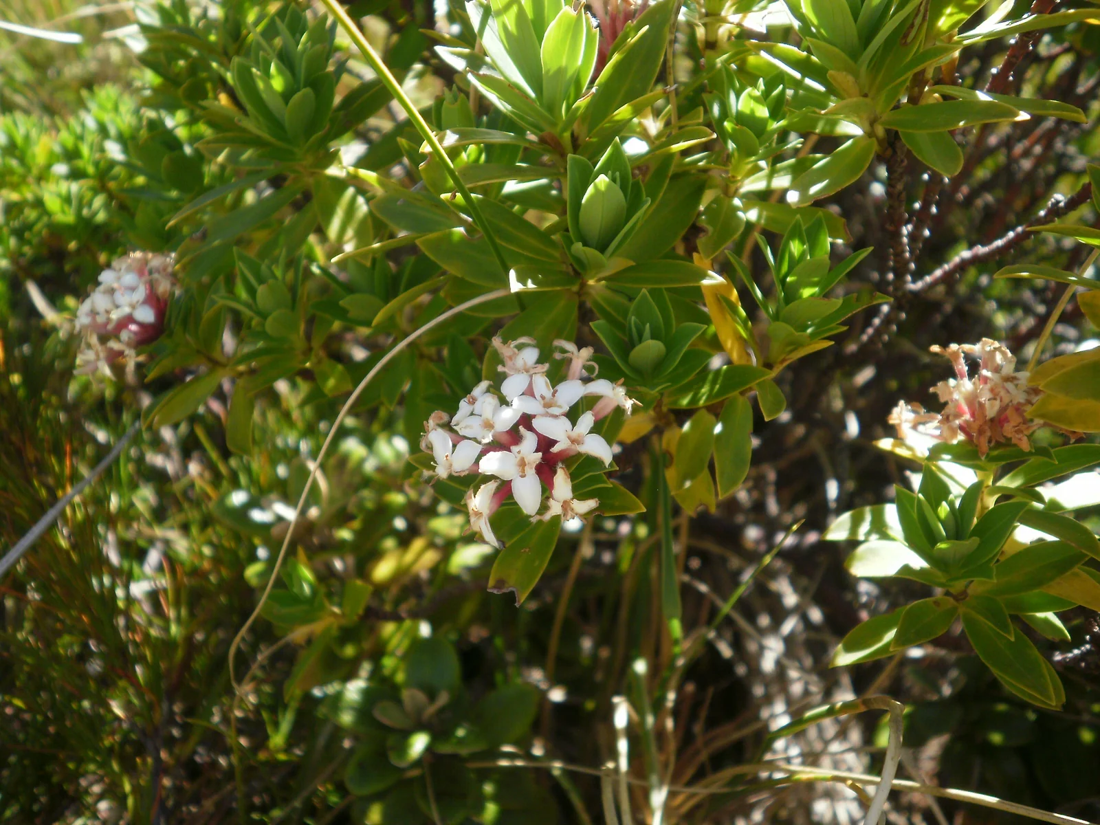 Pimelea Longifolia Native Plant (Pimelea longifolia)