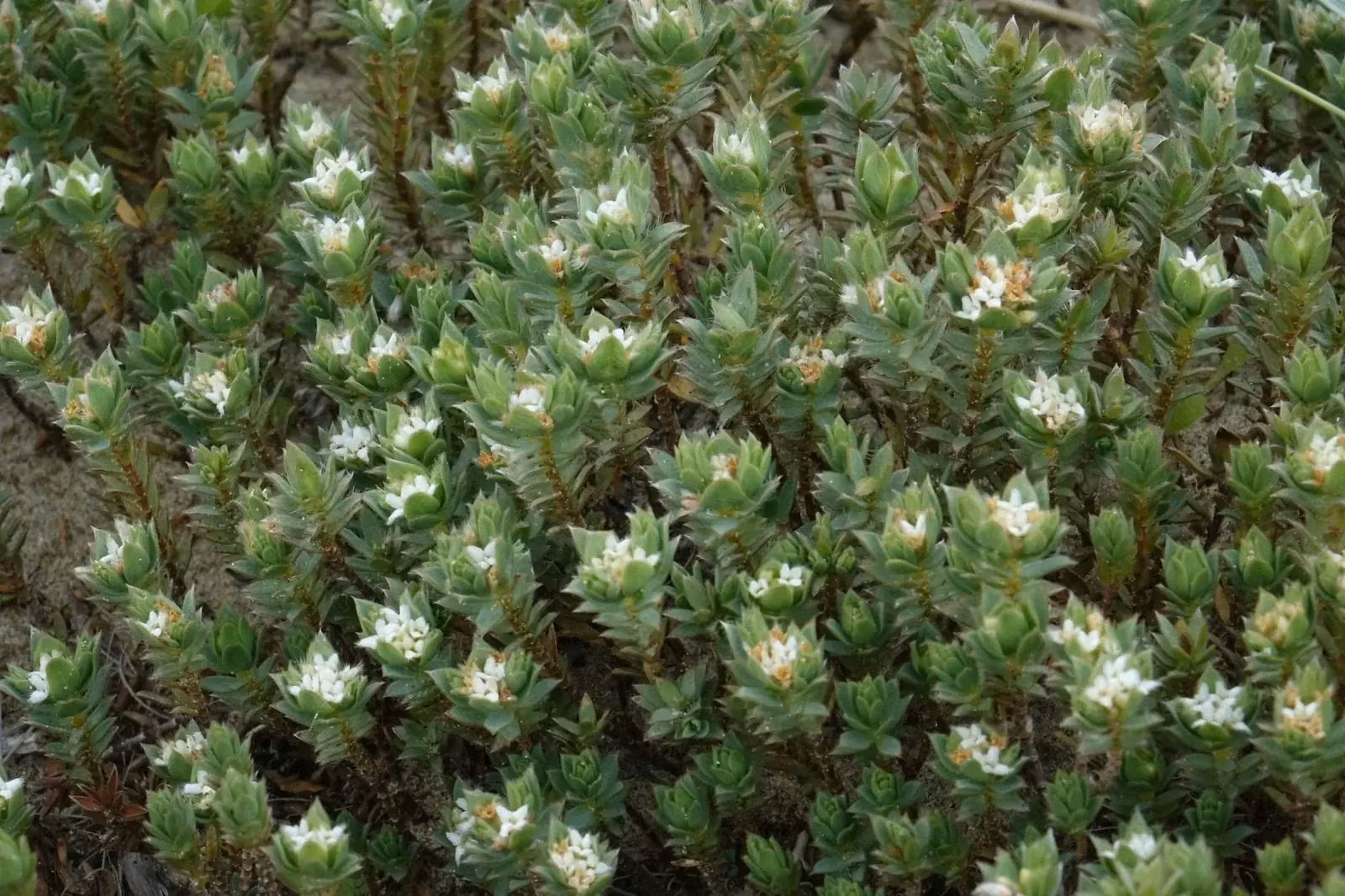 Pimelea Lyallii Native Plant (Pimelea lyallii)