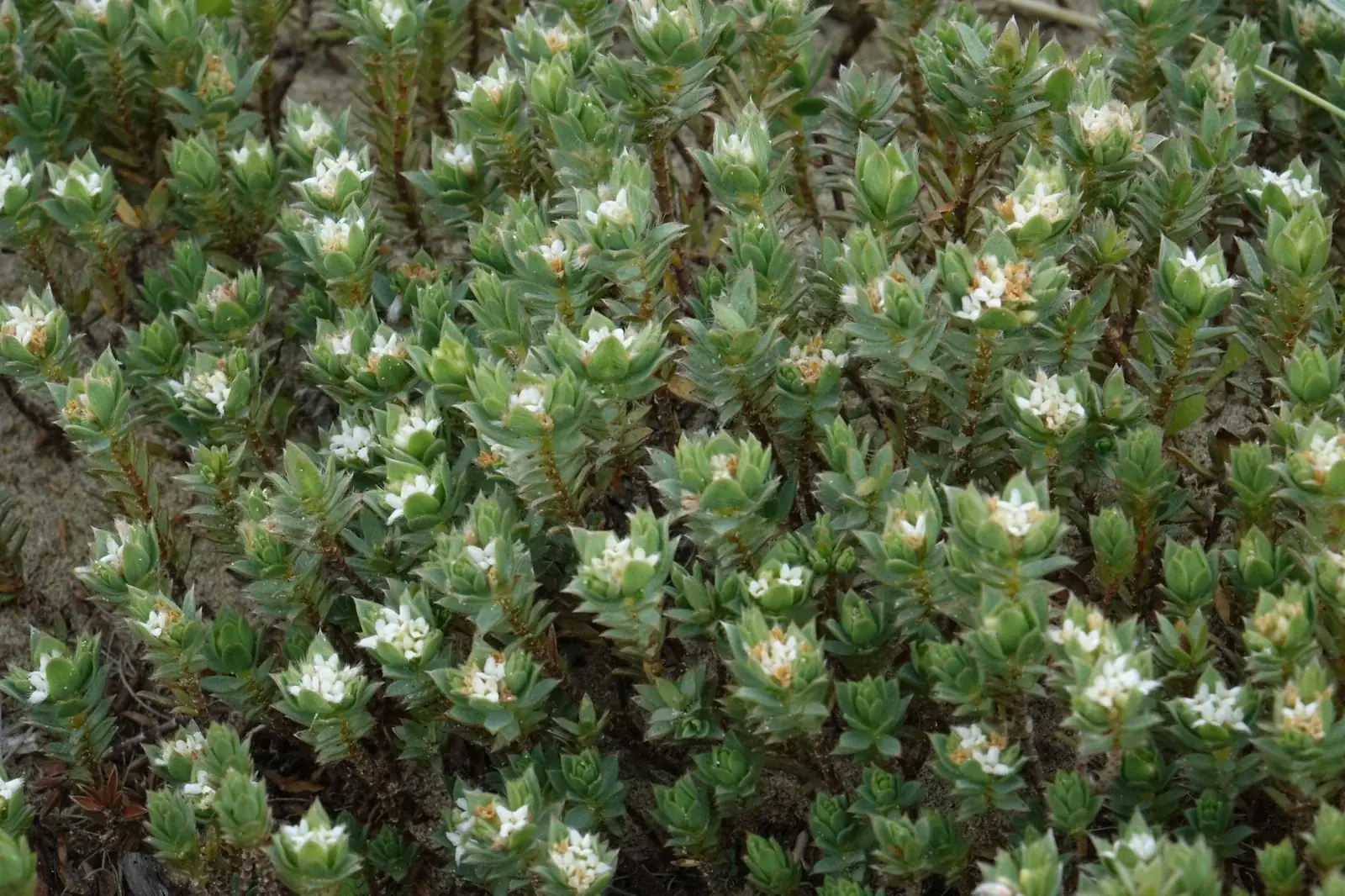 Pimelea Lyallii Native Plant (Pimelea lyallii)