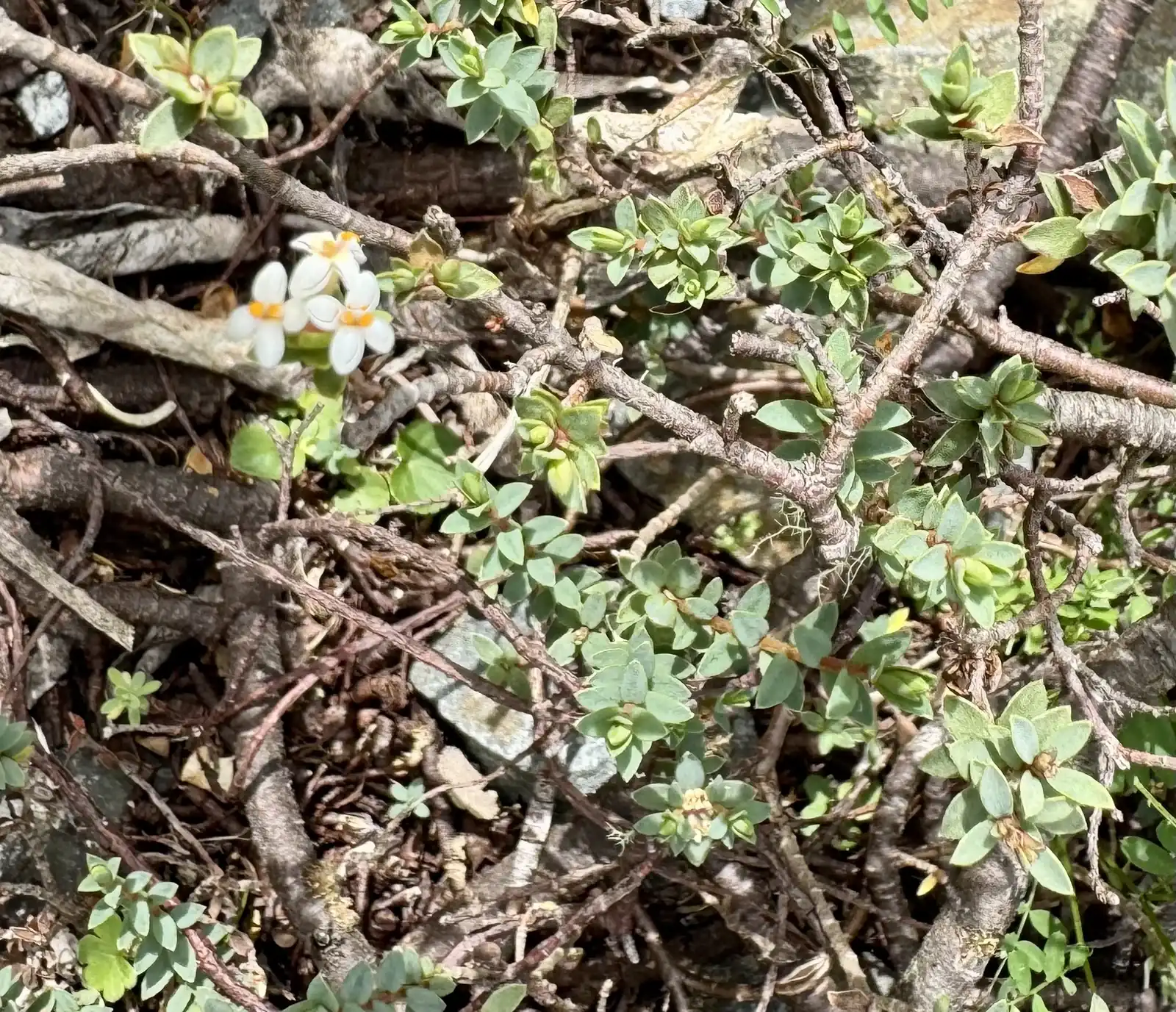 Pimelea Oreophila Native Plant (Pimelea oreophila)