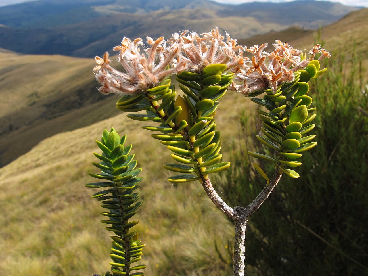 Pimelea poppelwellii (Pimelea poppelwellii)