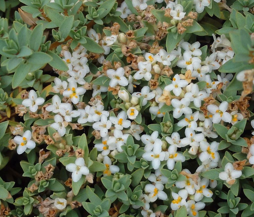 Strathmore Weed (Pimelea prostrata)