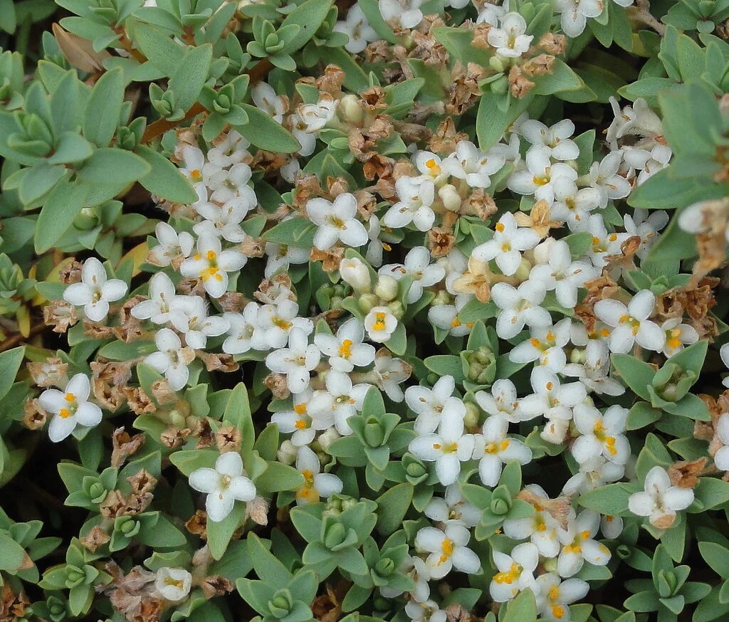 Pimelea prostrata hero image