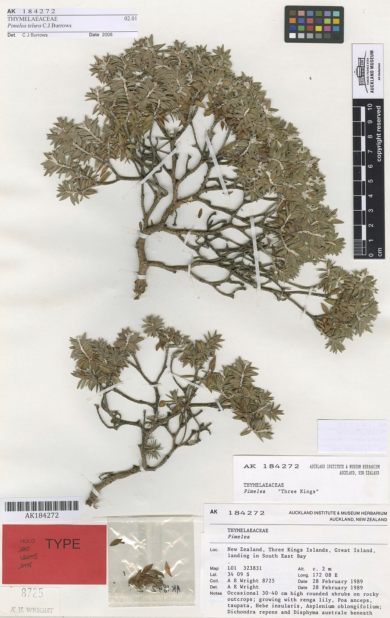 Pimelea telura (Pimelea telura)
