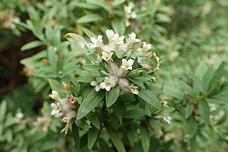 NZ Daphne (Pimelea tomentosa) showing its delicate white flower clusters and grey-green foliage