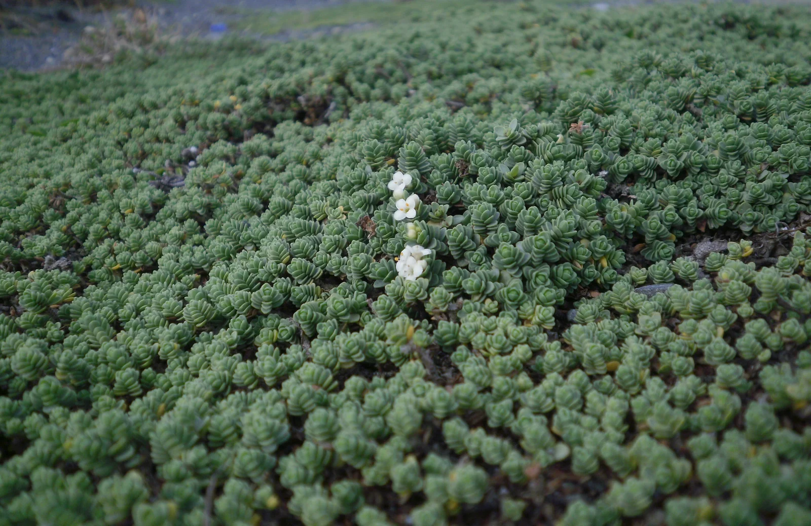 Pimelea Urvilleana Subsp Urvilleana Native Plant (Pimelea urvilleana subsp. urvilleana)