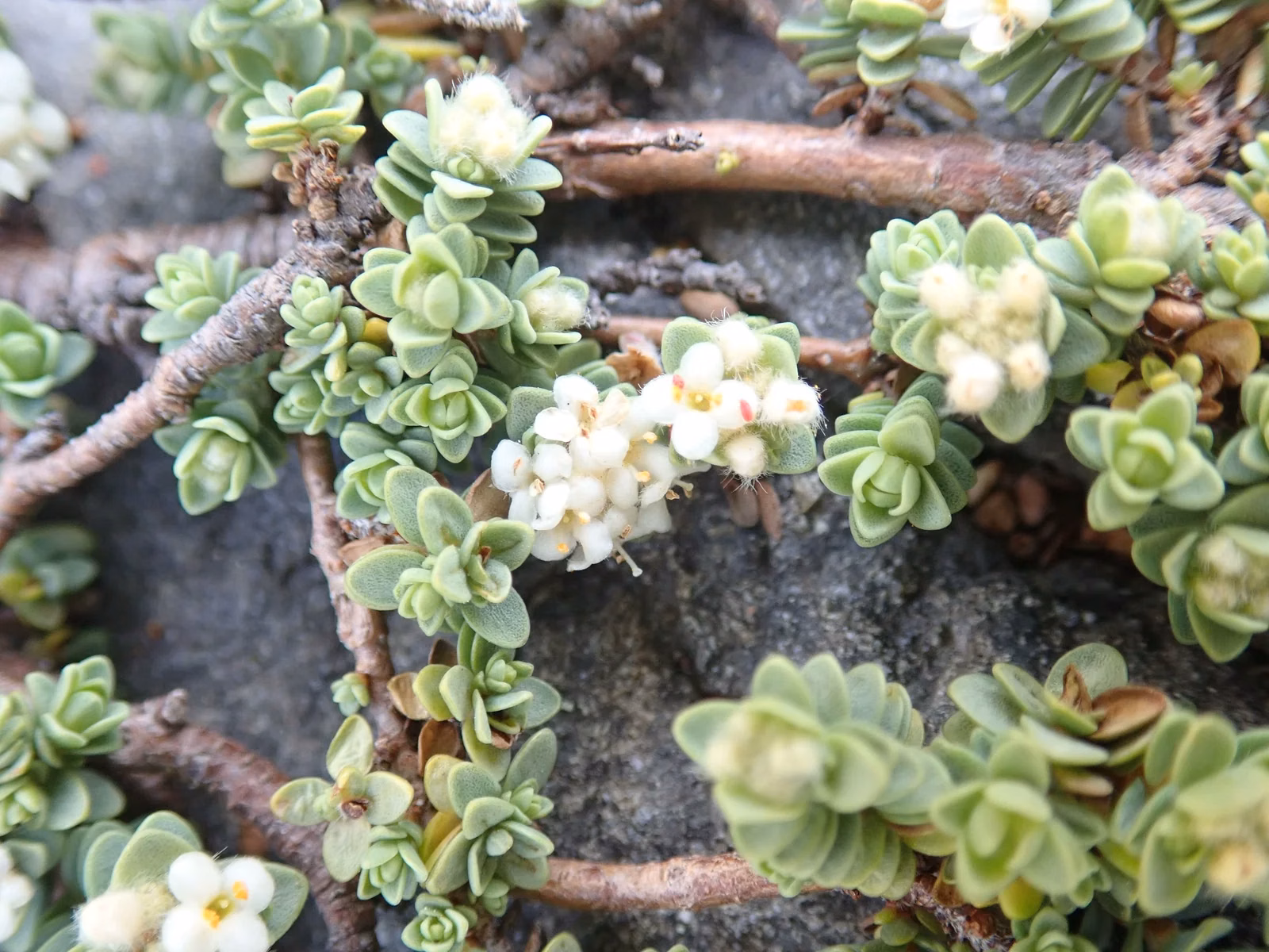 Pimelea Urvilleana Native Plant (Pimelea urvilleana)