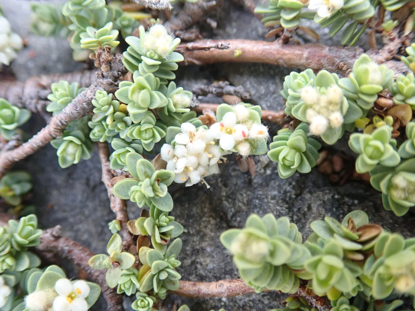 Pimelea Urvilleana Native Plant (Pimelea urvilleana)