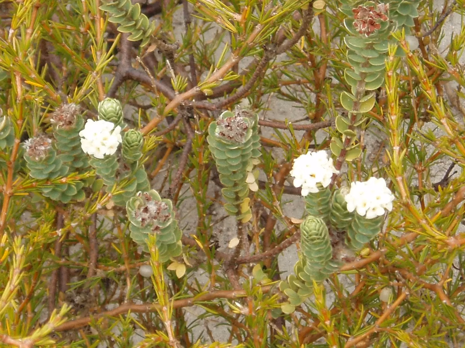 Pimelea Villosa Native Plant (Pimelea villosa)