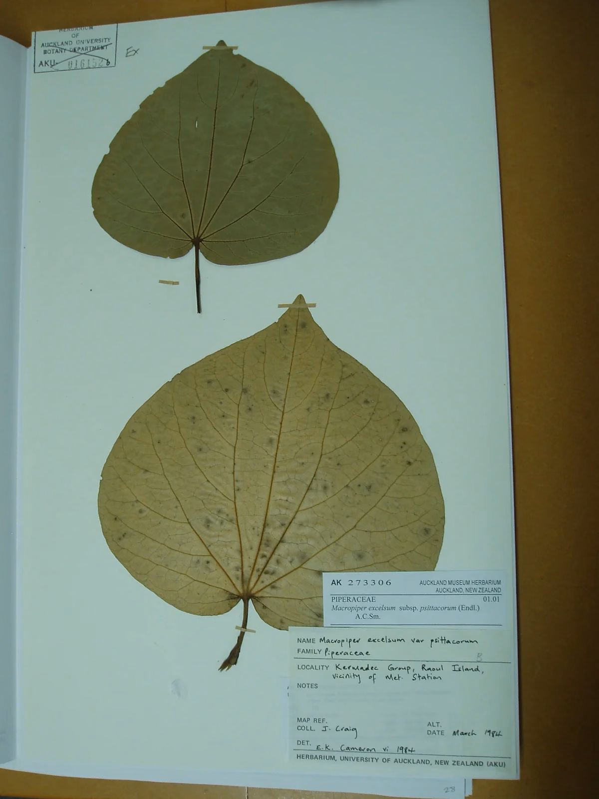 Piper Excelsum Subsp Psittacorum Native Plant (Piper excelsum subsp. psittacorum)