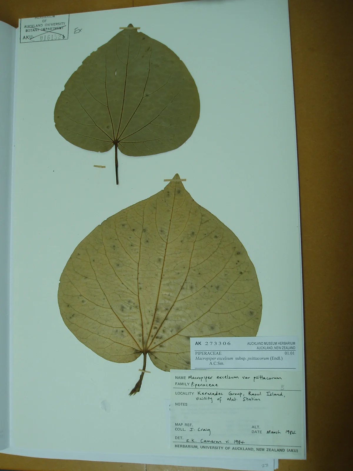 Piper Excelsum Subsp Psittacorum Native Plant (Piper excelsum subsp. psittacorum)