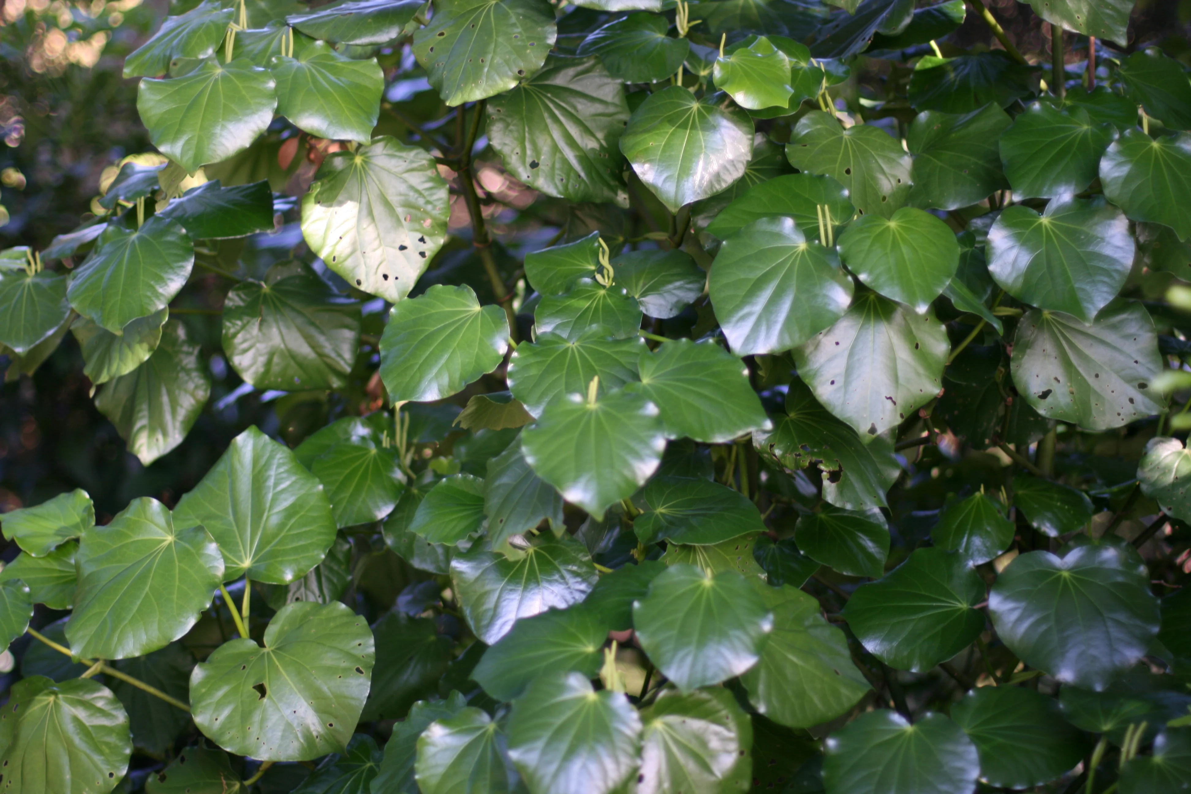 Kawakawa (Piper excelsum) hero image