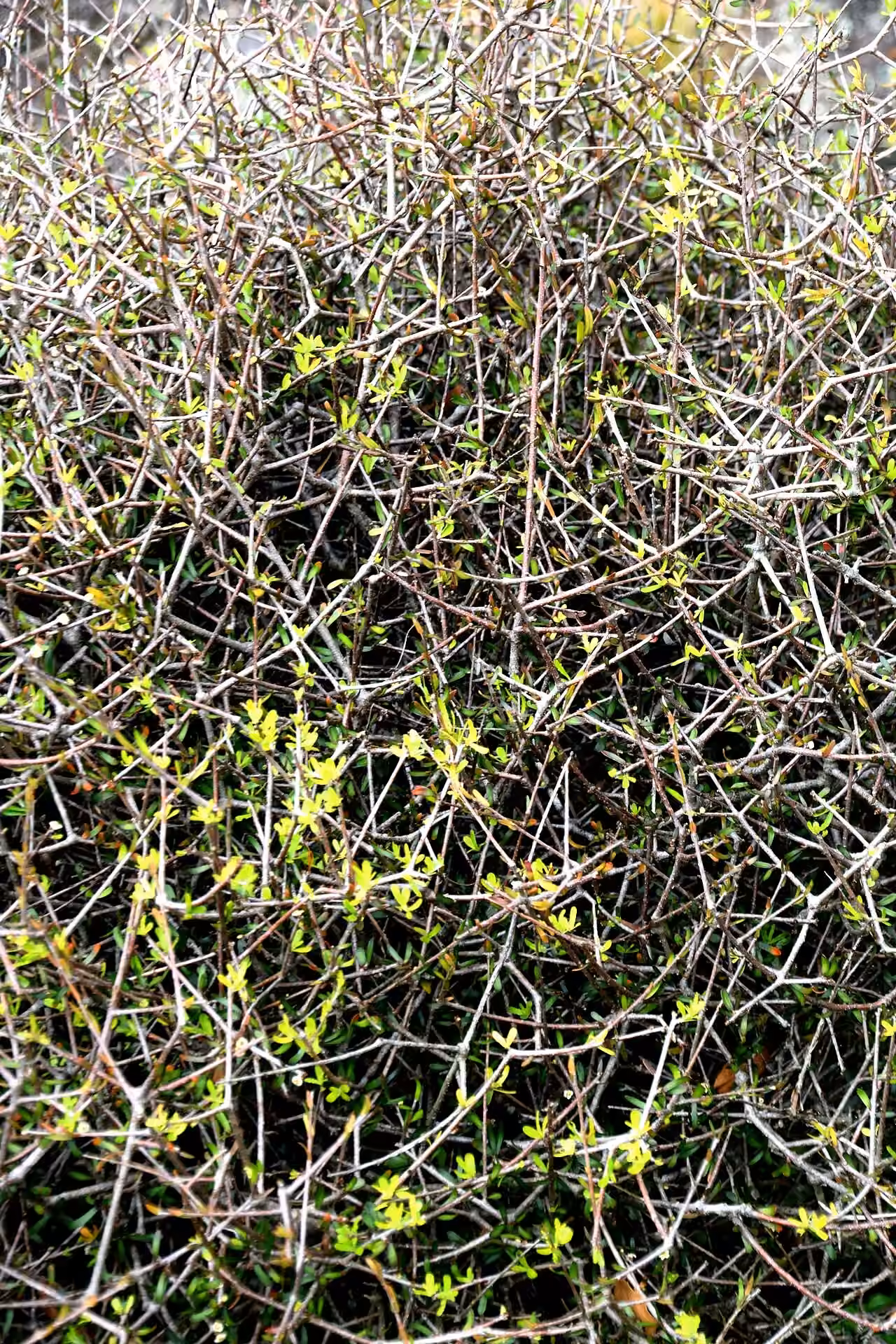 Pittosporum anomalum (Pittosporum anomalum)