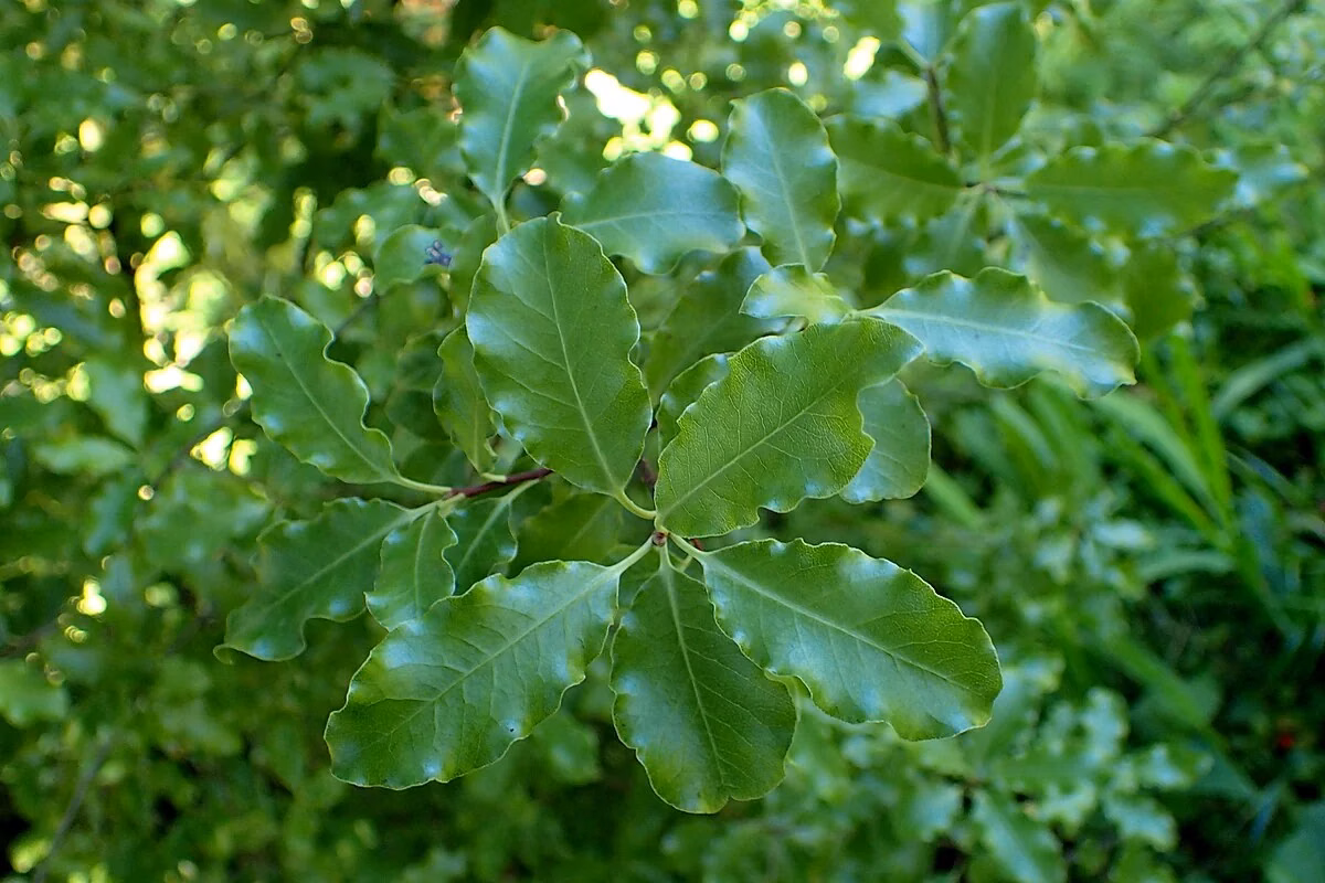 Pittosporum Colensoi