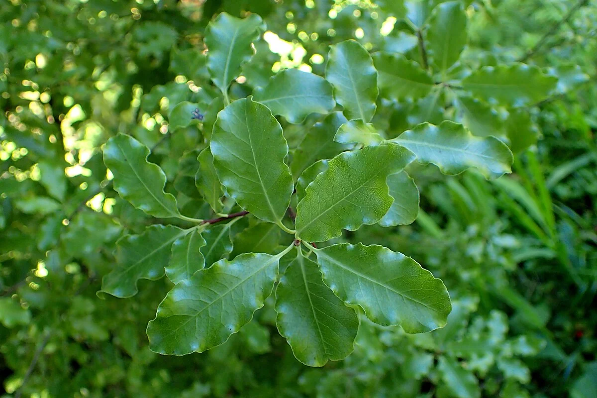 Pittosporum Colensoi | NZ Native Plants