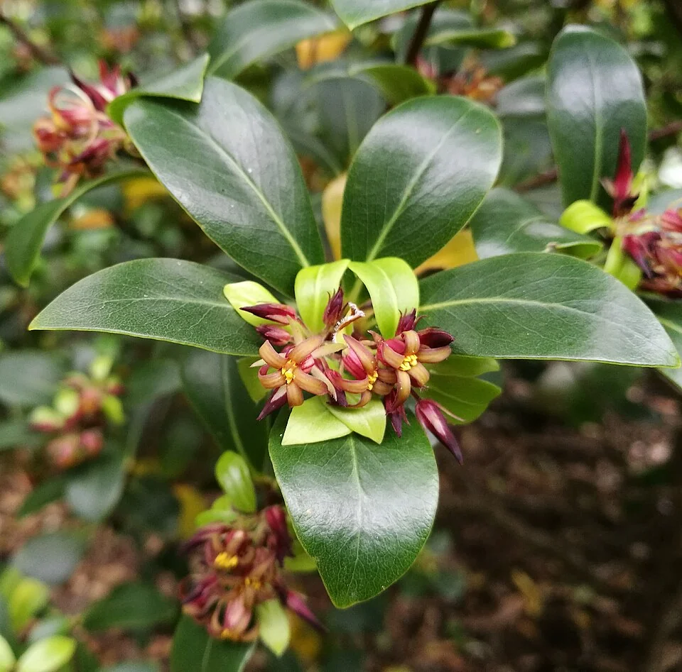 Tāwhiri Karo (Pittosporum cornifolium) showing its whorled glossy green leaves and dark stems