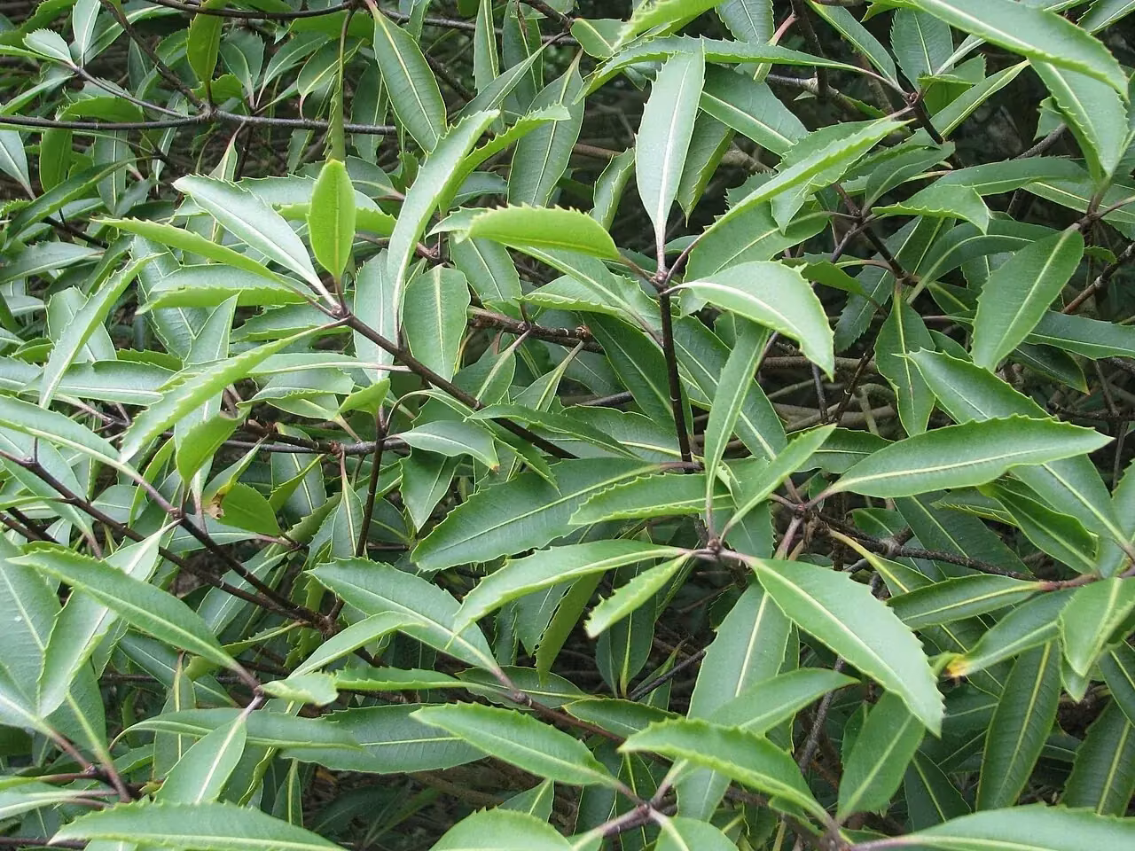 Kahurangi Pittosporum