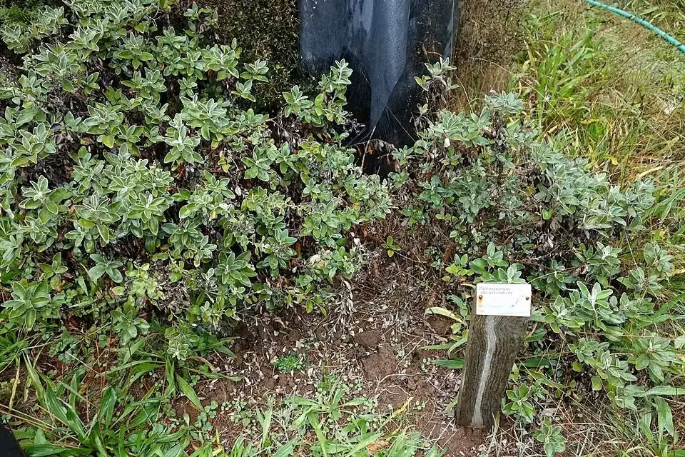 Divaricating Kōhūhū