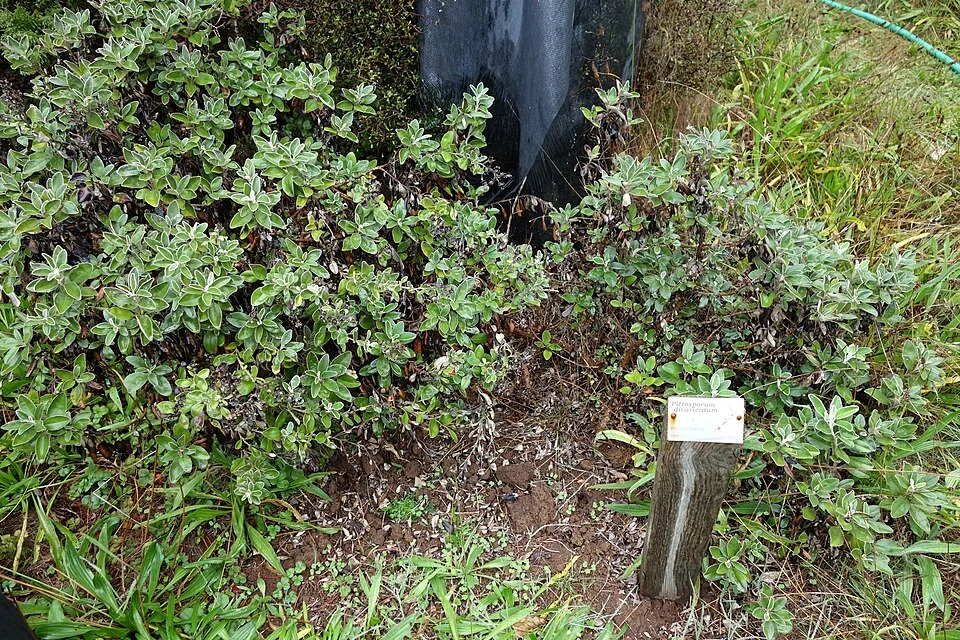 Divaricating Kōhūhū (Pittosporum divaricatum) showing its dense, tangled network of slender branches