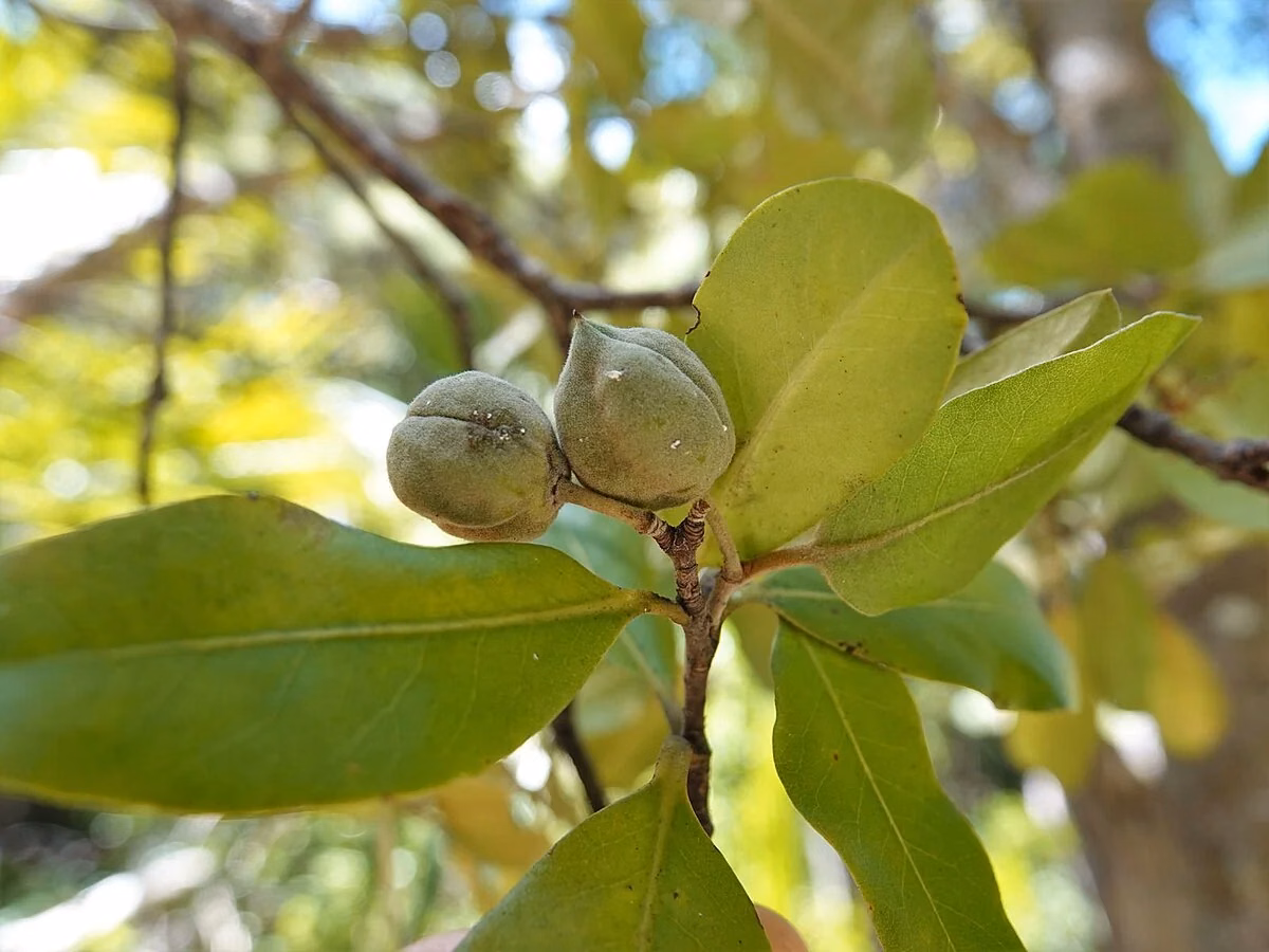 Oval-Leaved Pittosporum (Pittosporum ellipticum)