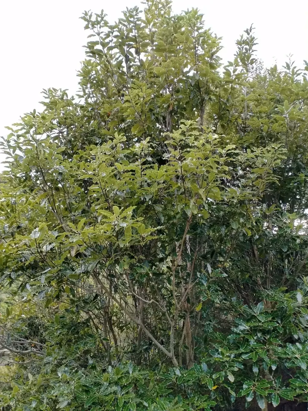 Tarata (Pittosporum eugenioides)