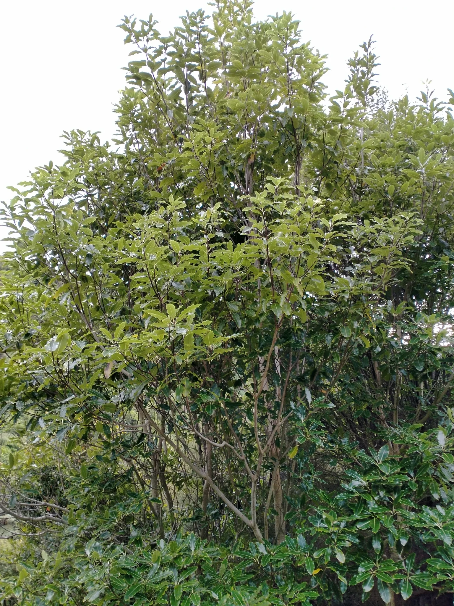 Tarata