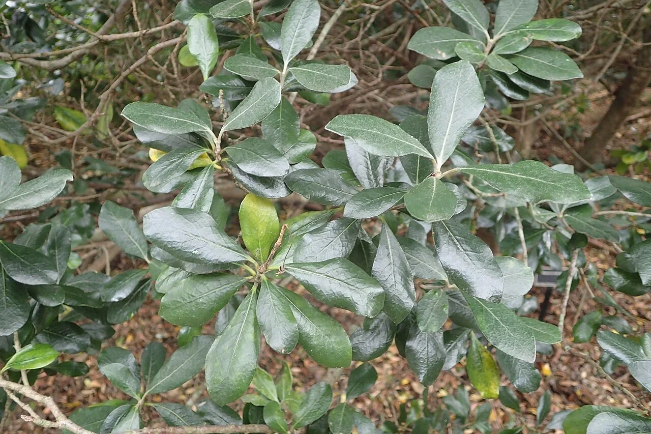 Fairchild's Kohuhu (Pittosporum fairchildii)