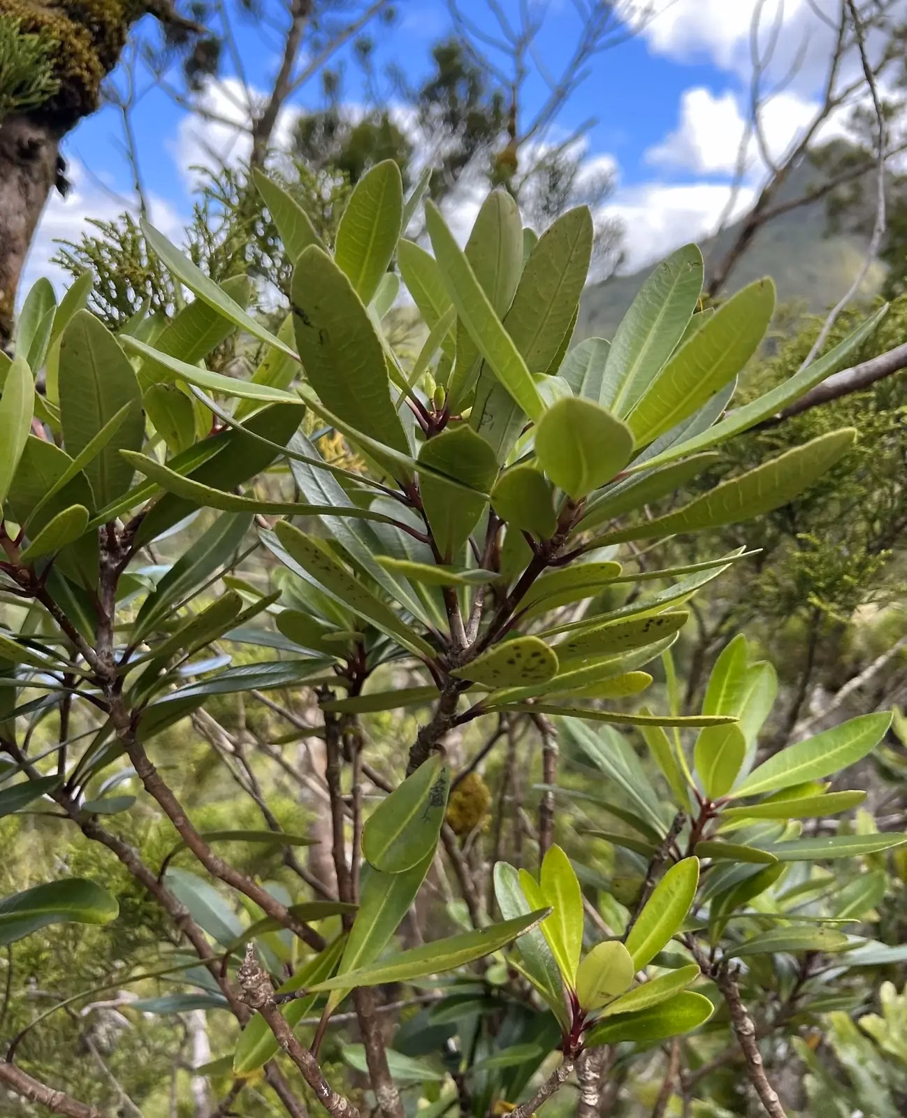 Pittosporum Kirkii Native Plant (Pittosporum kirkii)