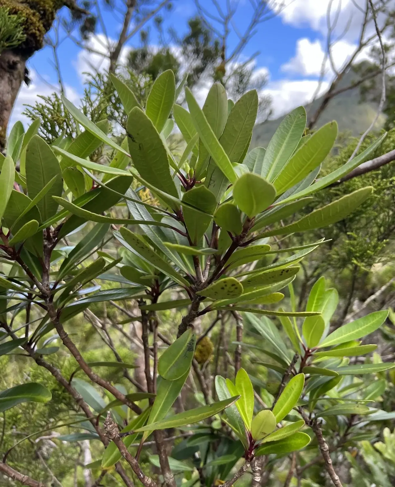 Pittosporum Kirkii Native Plant (Pittosporum kirkii)