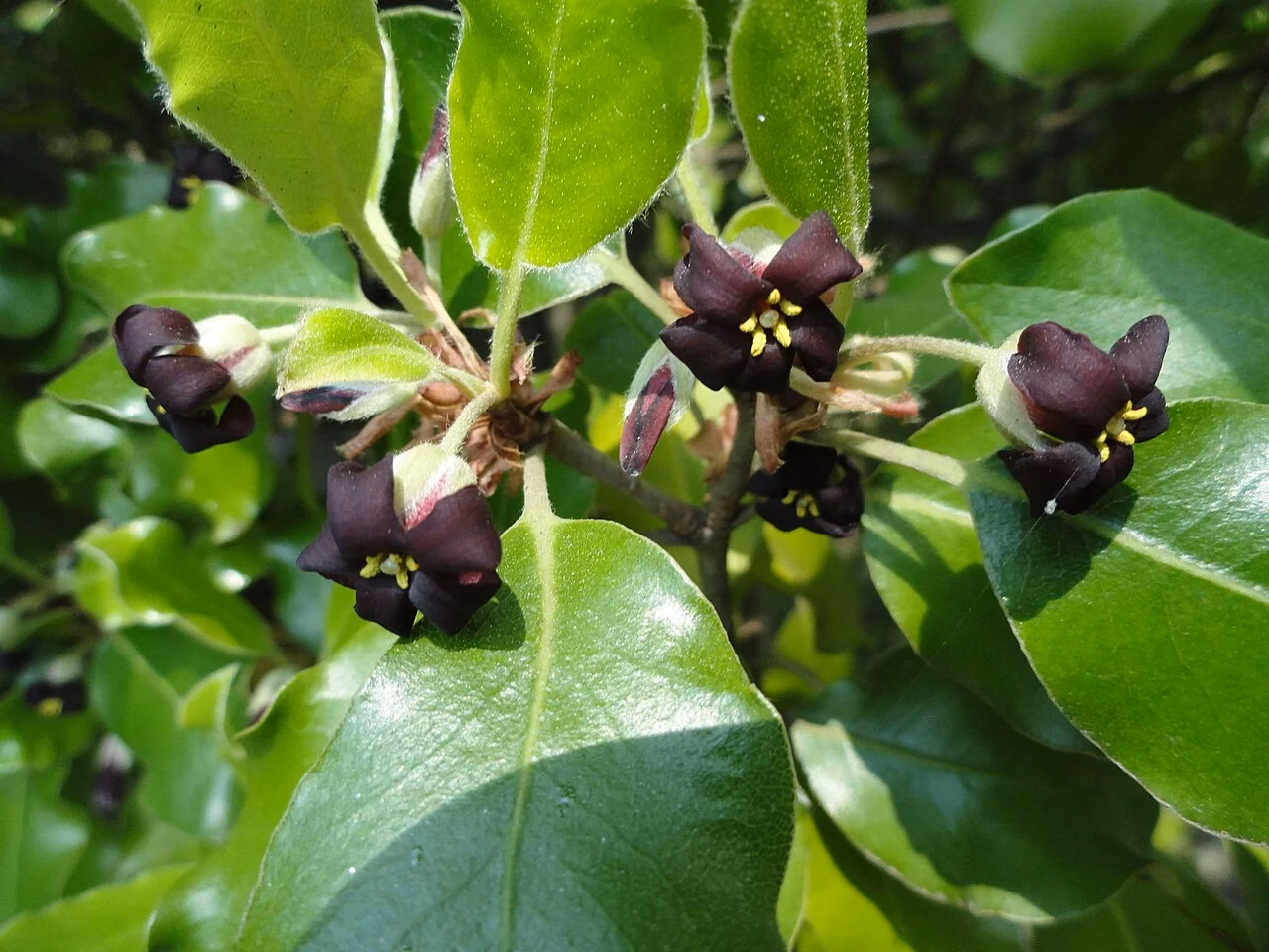 Karo (Pittosporum ralphii)