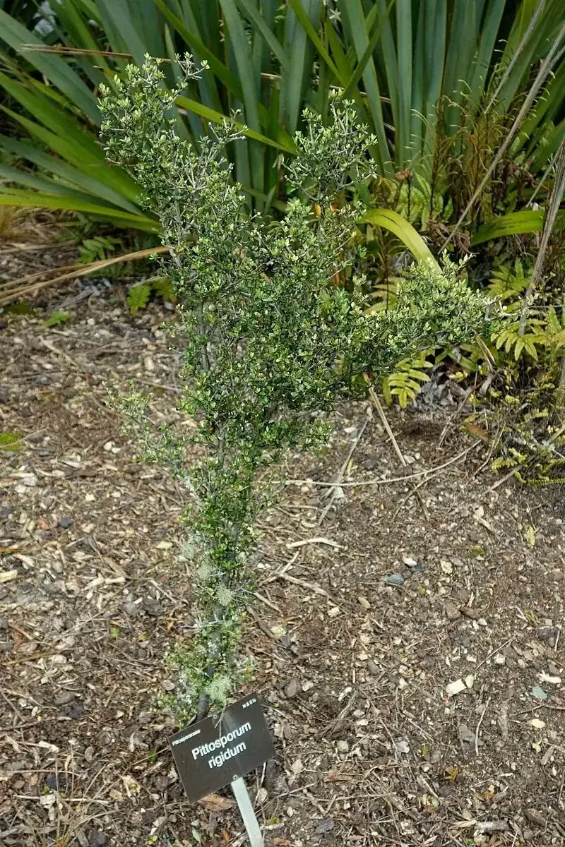 Stiff Pittosporum (Pittosporum rigidum)