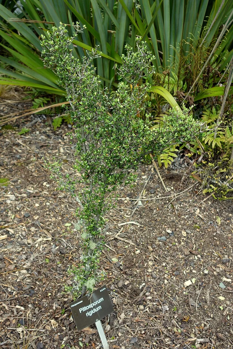 Pittosporum rigidum with rigid, narrow leaves on a compact shrub