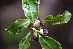 Kōhūhū (Pittosporum tenuifolium)