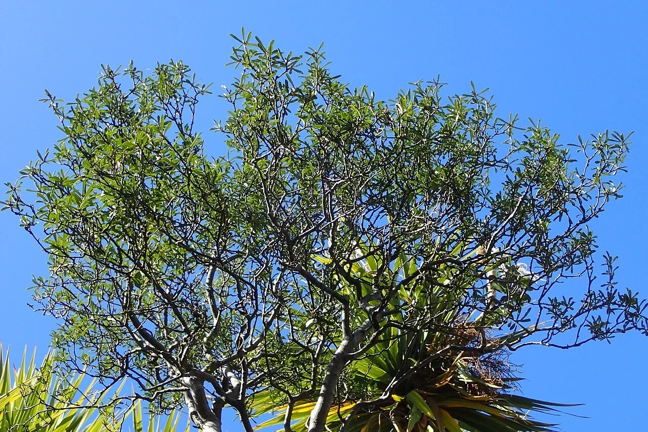 Turner's Kohuhu (Pittosporum turneri)