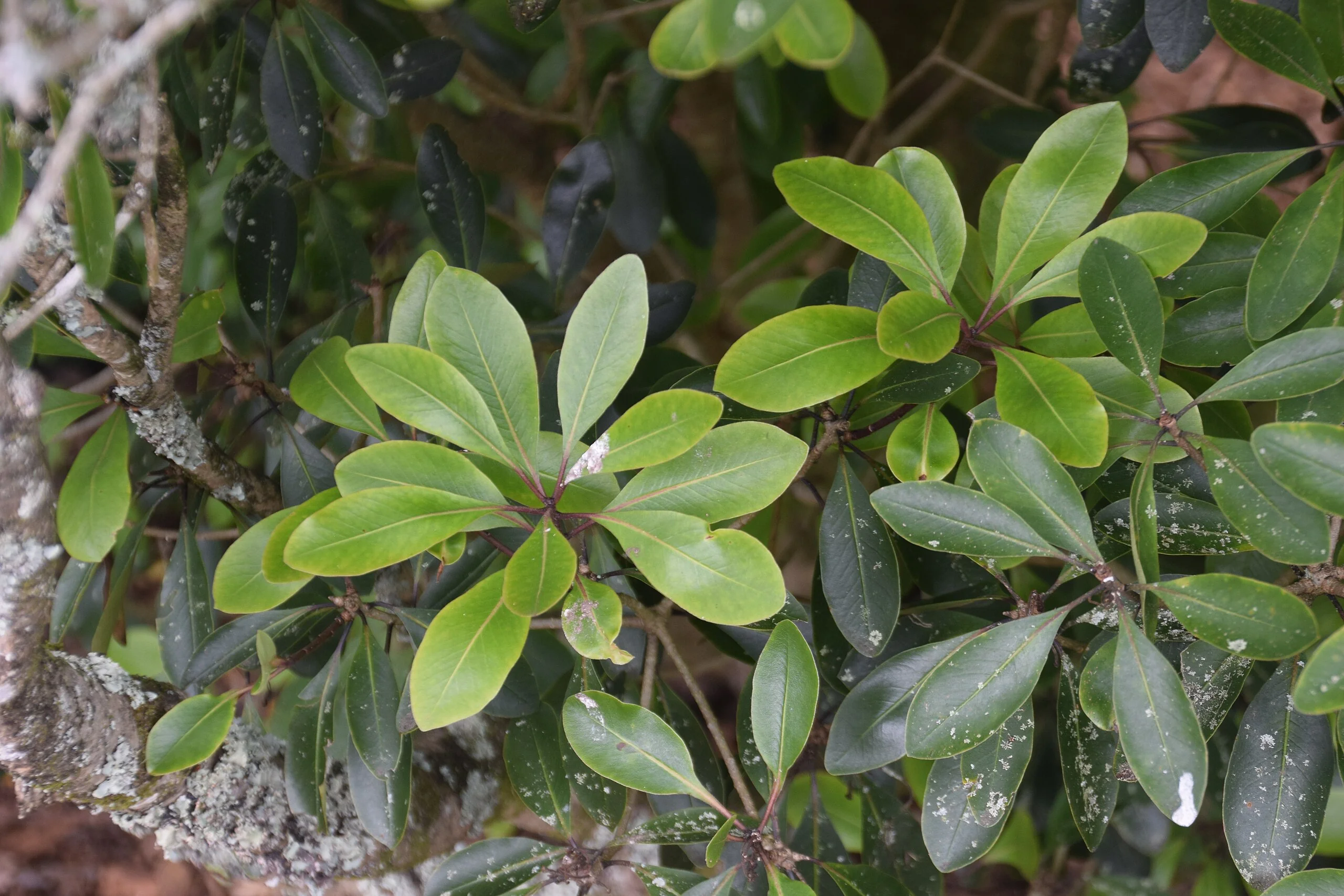Pittosporum umbellatum foliage and umbel-like flower clusters