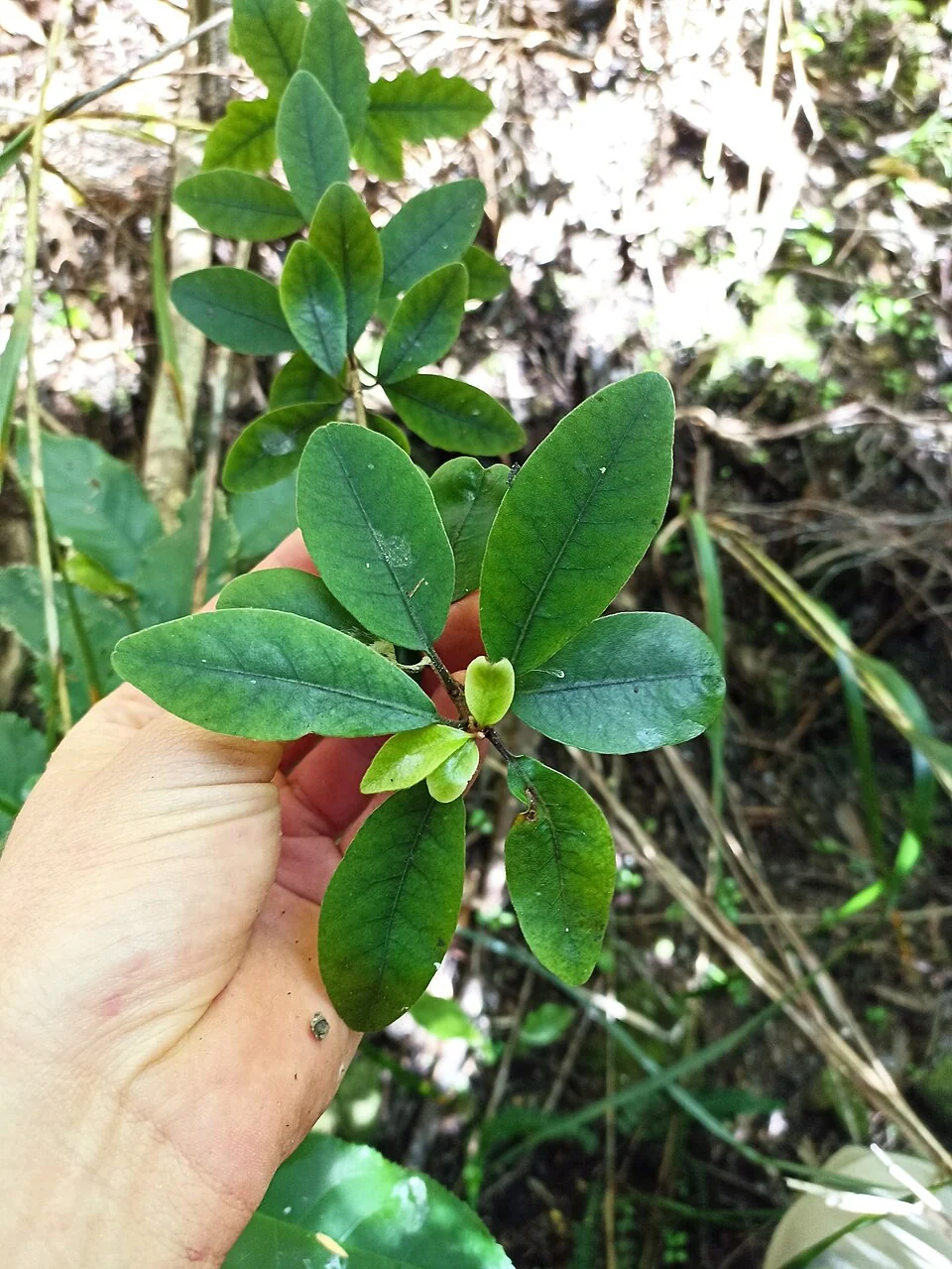 Pittosporum virgatum foliage
