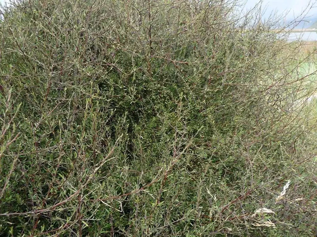 Plagianthus Divaricatus Native Plant (Plagianthus divaricatus)