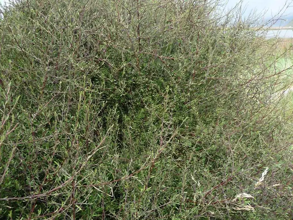 Plagianthus Divaricatus Native Plant (Plagianthus divaricatus)