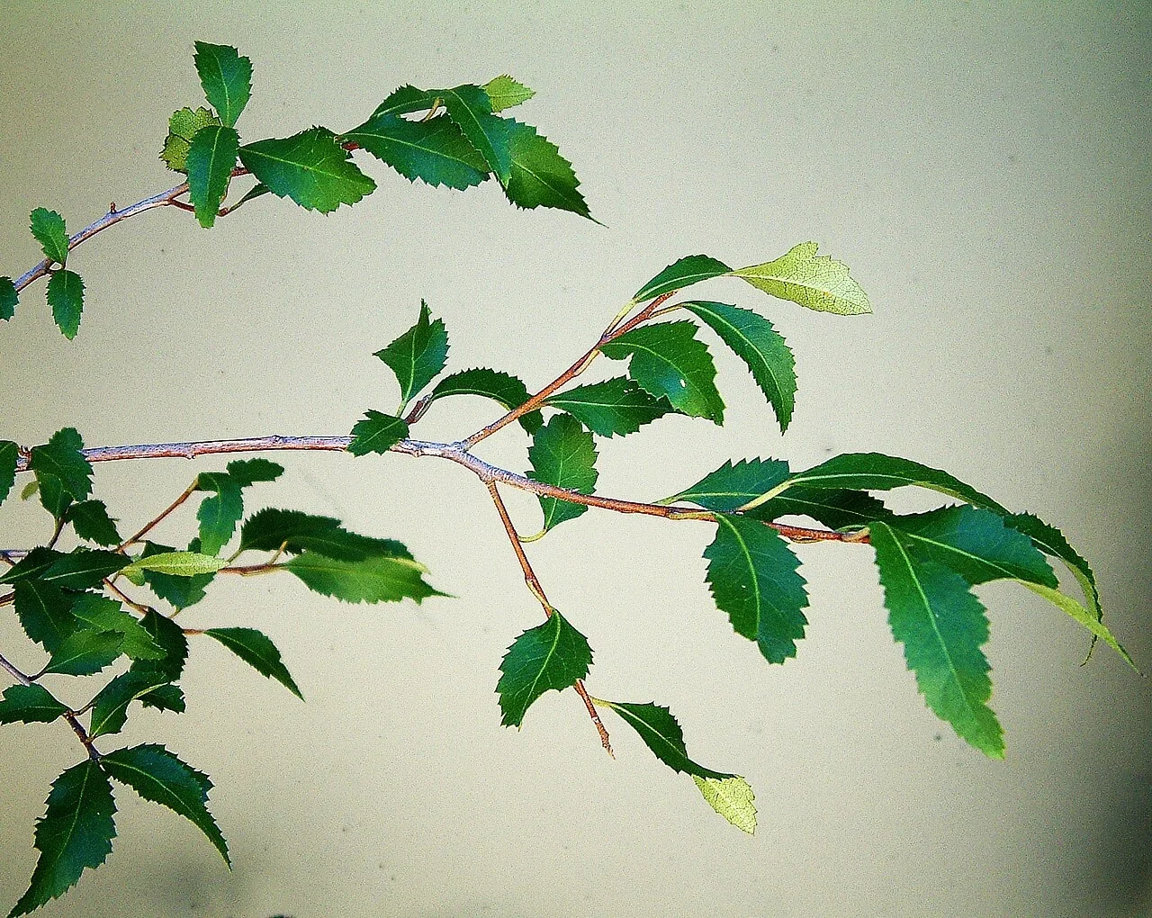 Ribbonwood (Plagianthus regius)