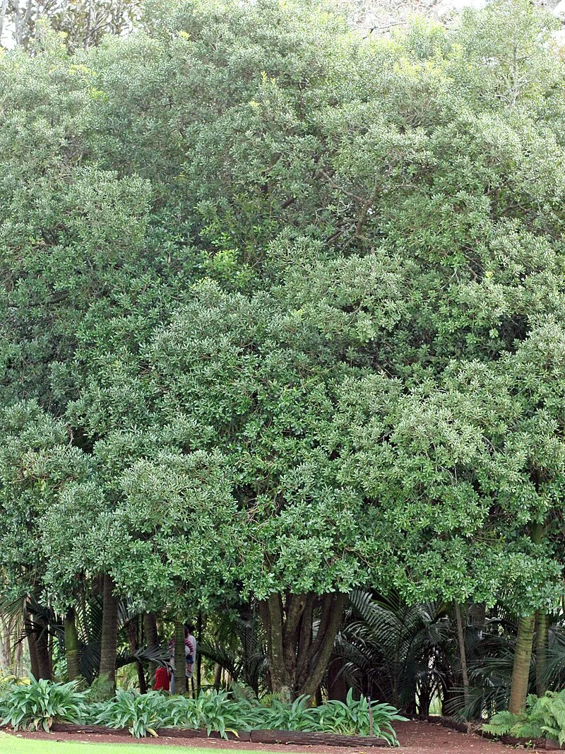 Tawapou (Planchonella costata) hero image