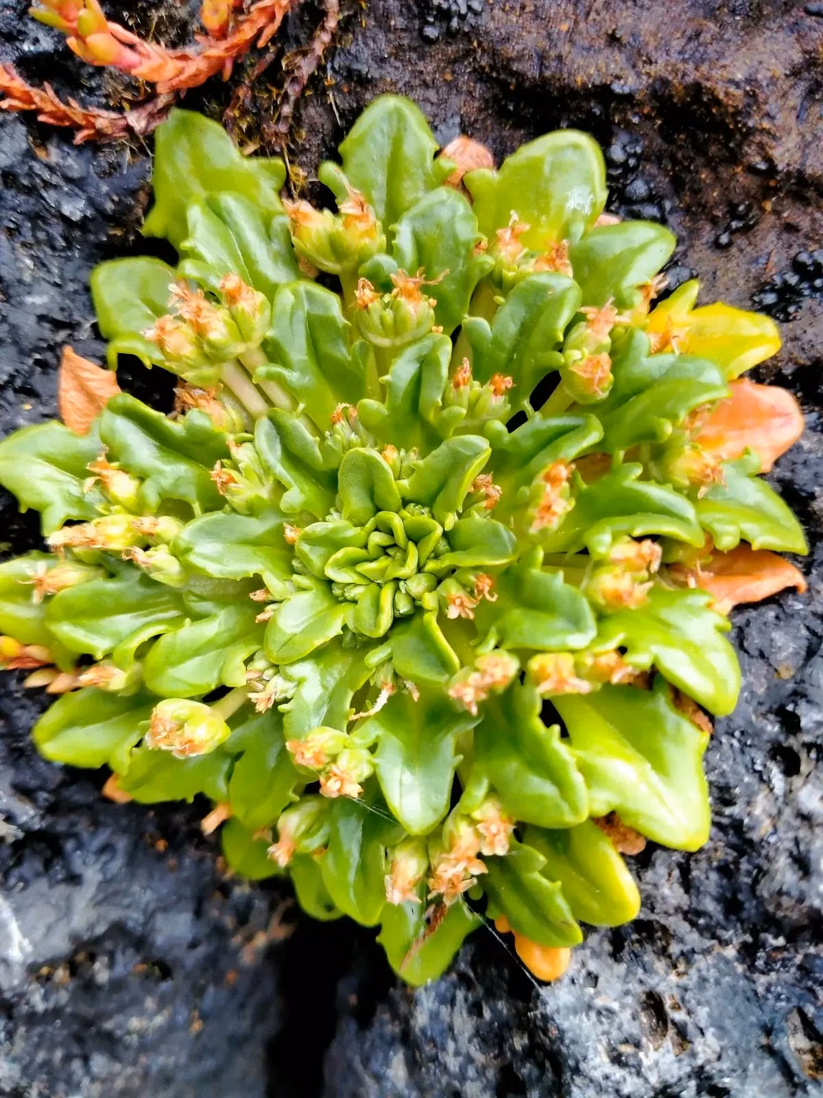 Plantago Brownii Native Plant (Plantago brownii)
