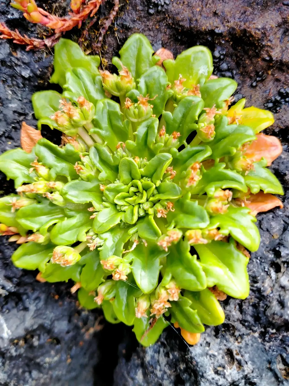 Plantago Brownii Native Plant (Plantago brownii)