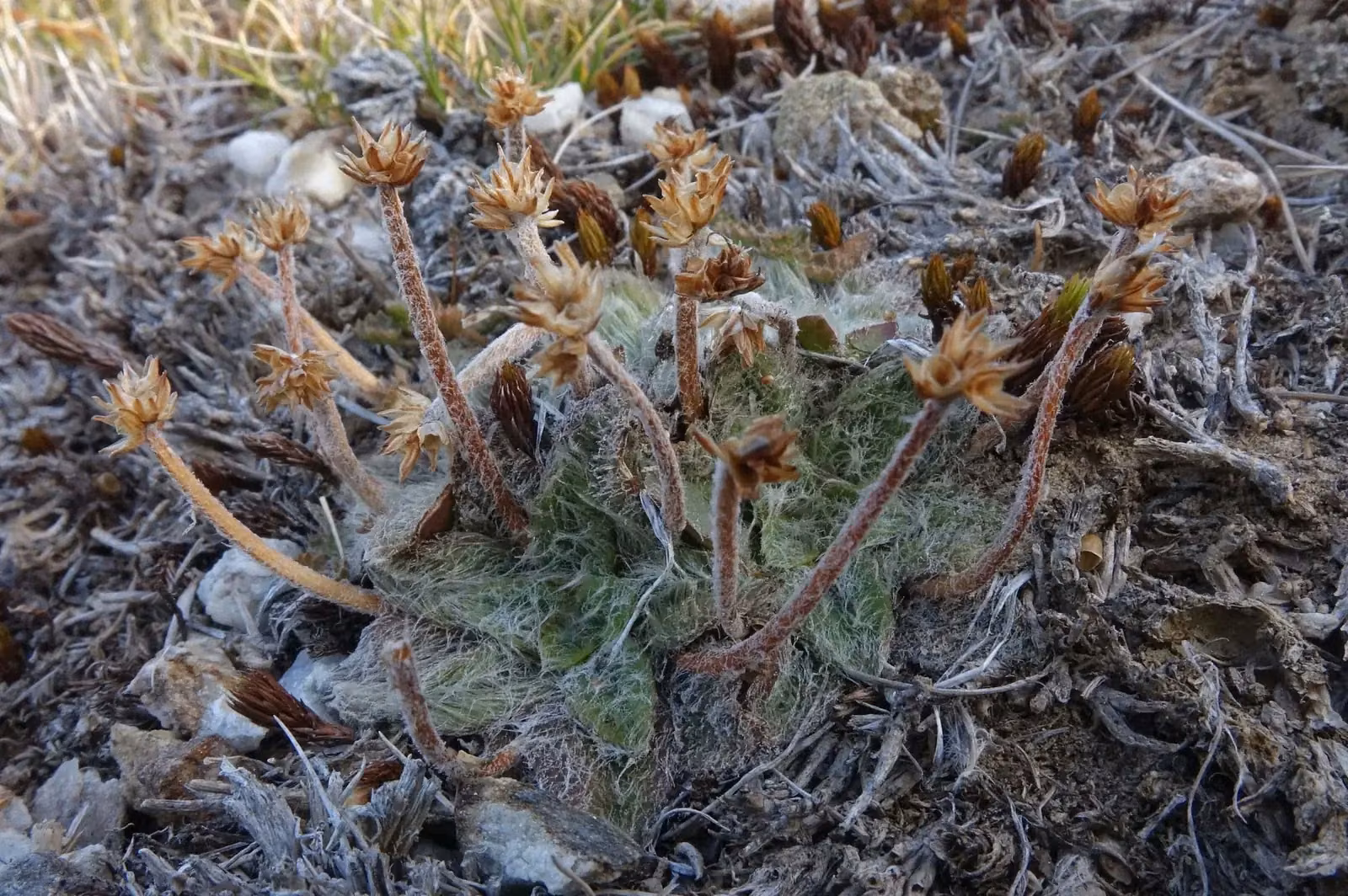 Plantago Lanigera Native Plant (Plantago lanigera)