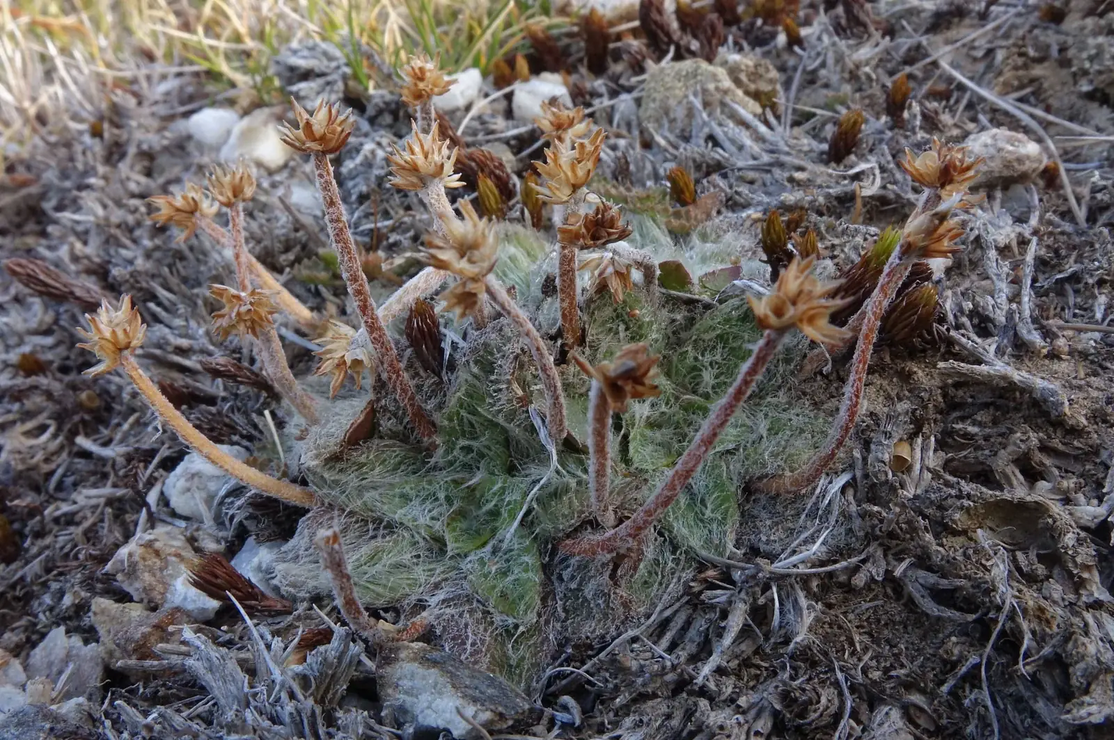 Plantago Lanigera Native Plant (Plantago lanigera)