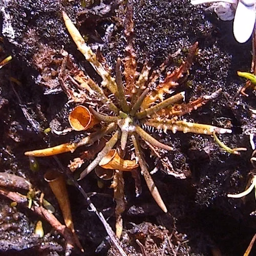Plantago Obconica Native Plant (Plantago obconica)