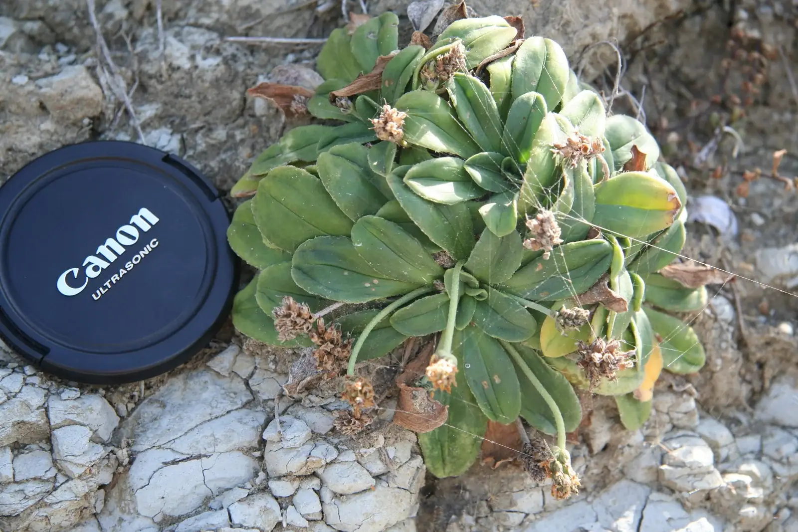 Plantago Picta Native Plant (Plantago picta)