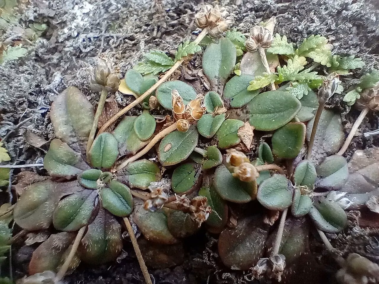 Raoul's Plantain (Plantago raoulii)