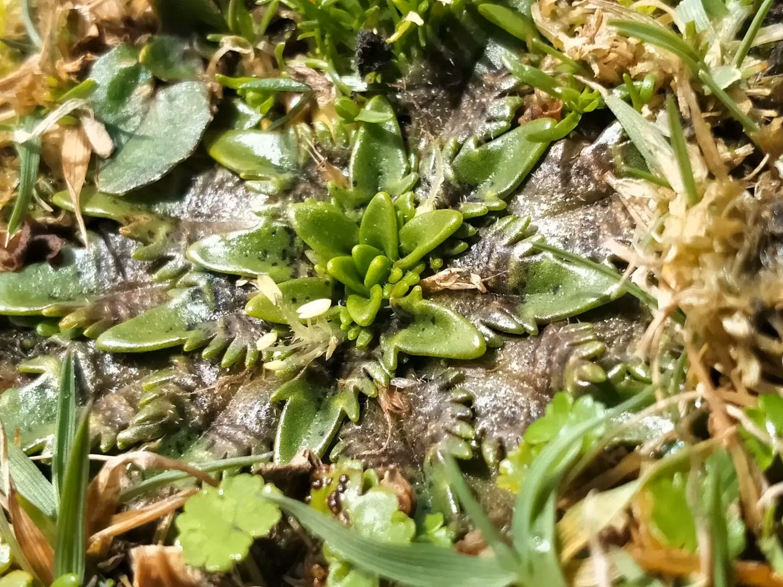 Plantago Triandra Native Plant (Plantago triandra)