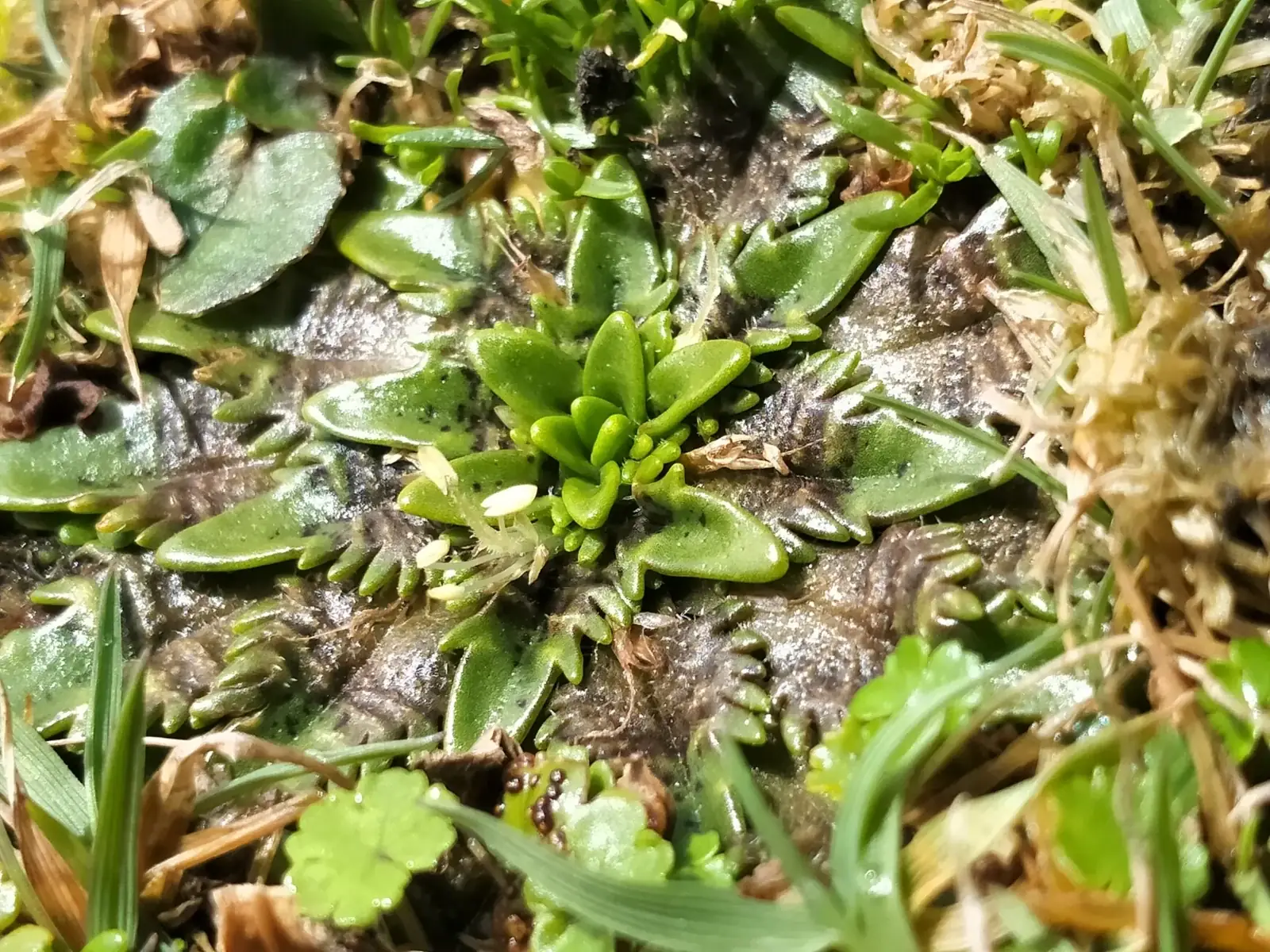 Plantago Triandra Native Plant (Plantago triandra)